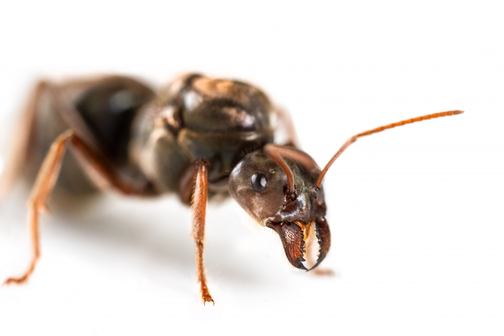 Iridomyrmex purpureus